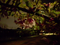 No.746 今更ですが、平井で夜桜見物